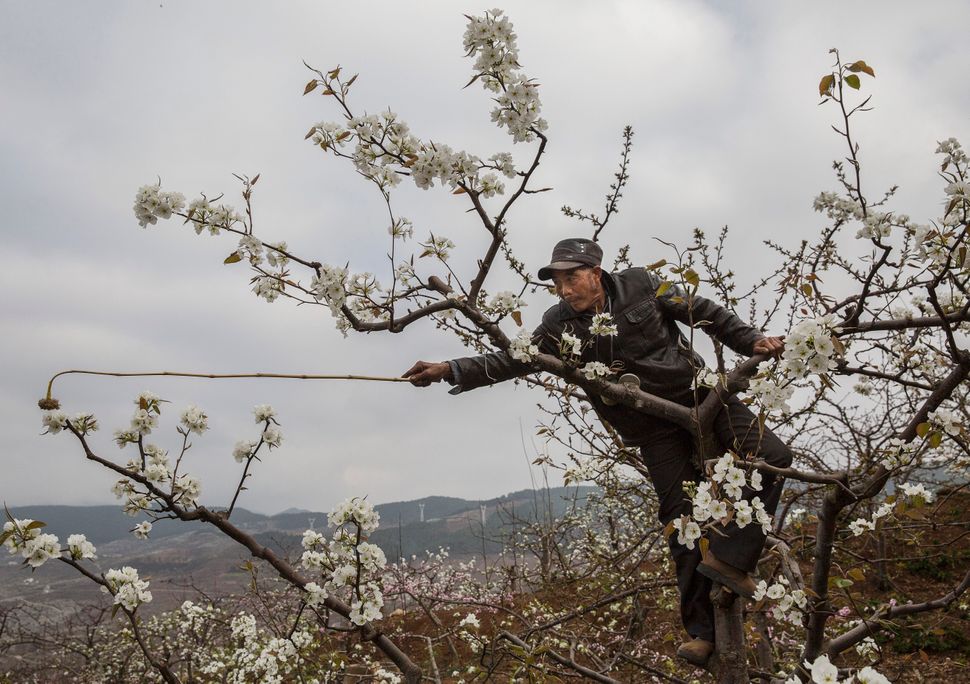 ECOWARRIORSS's tweet photo. 😢A Beeless world is already here in some parts of China, where wild bee populations have vanished altogether and people have to go out with feather dusters to try and pollinate crops
The rest of the world is in a mad rush to kill all the Bees too

https://t.co/LC5C8soOSi https://t.co/q784PVfiXB