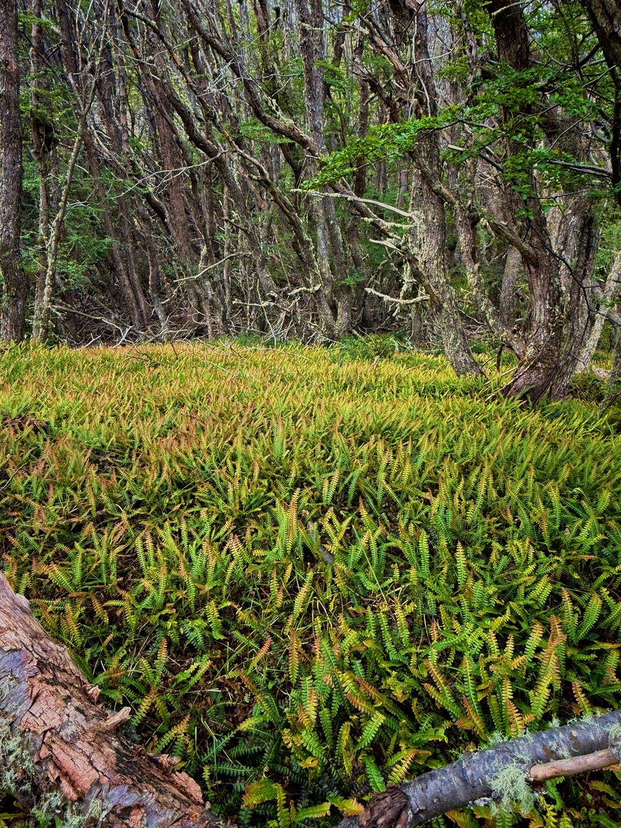 PachaPapa tweet media