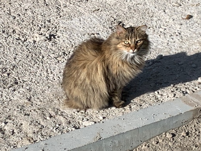 Sos felina felinae atiende gatera municipal youtu.be/hbltDdNc1EA?si… a través de <a href="/YouTube/">YouTube</a>