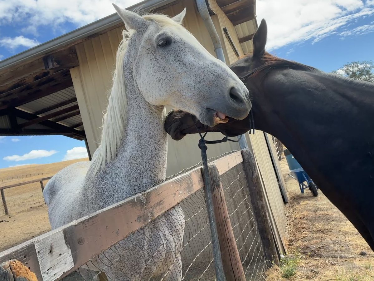 GloriousAllianc's tweet image. Surfer and Hackleton about to grabass…