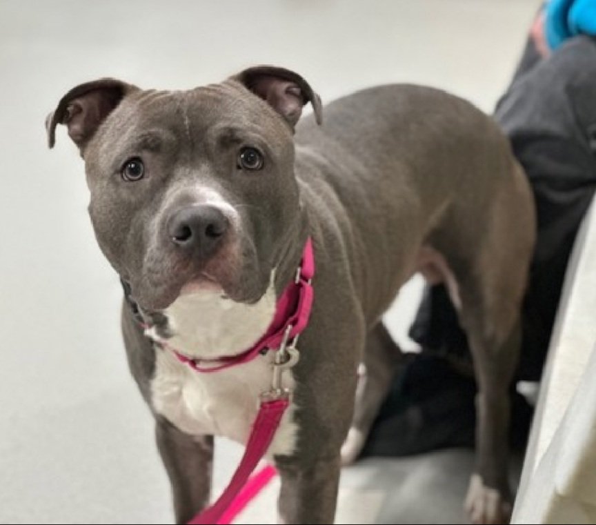 MorgFairsdogs's tweet photo. Blue 238415
Kill Command
#NYCACC #RescueOnly
He is a handsome 1 yr old puppy
Has CIRDC 🚑
Fearful & easily startled in care
In quiet spaces, slowly settles and leans in for pets, gently taking treats
Loves squeaky & rope toys
Help save Blue!
#Pledge4Rescue #foster #adopt
#DogsofX