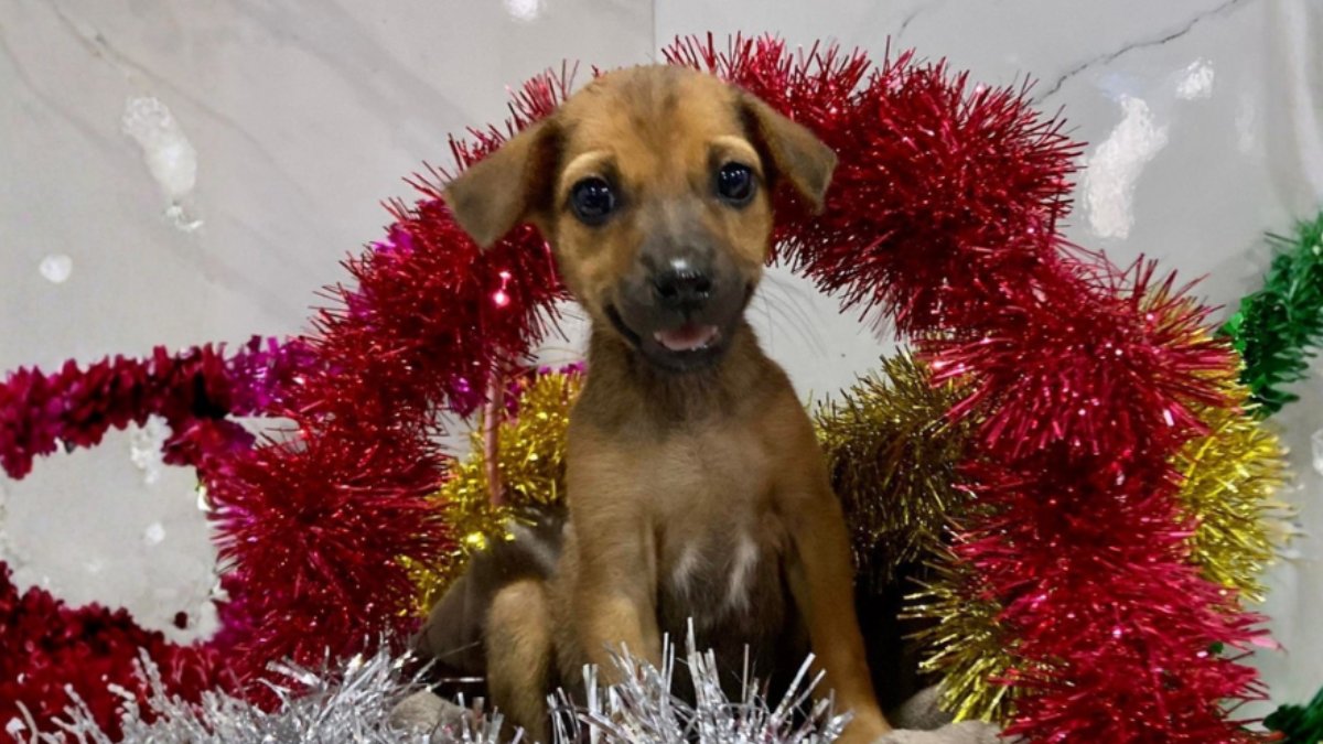 Animal SOS Sri Lanka tweet media