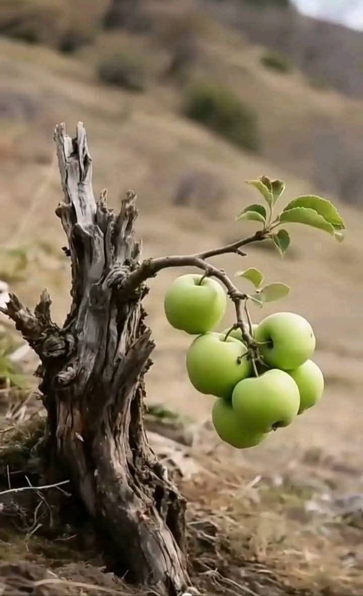 notebook_nature's tweet image. 