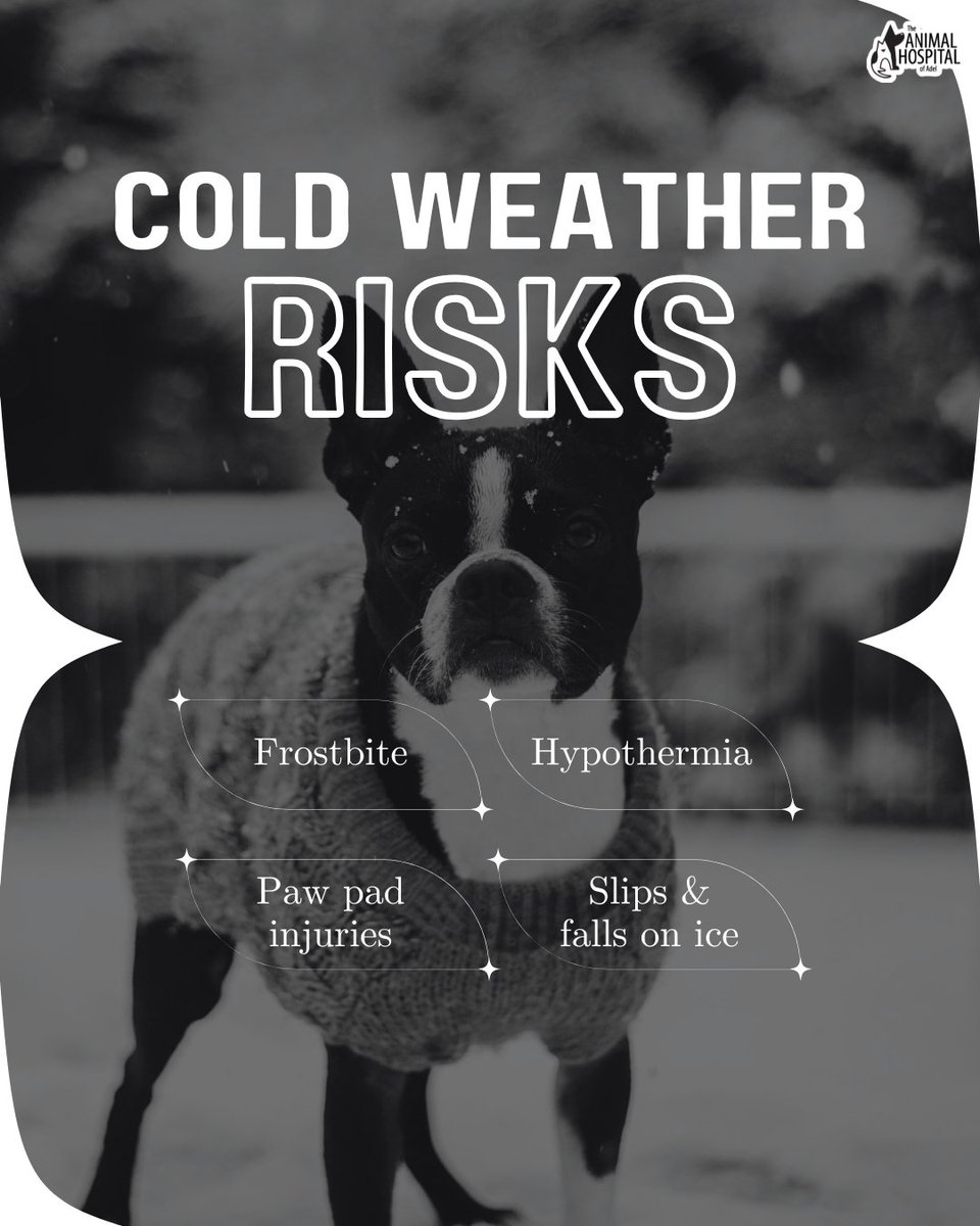 TheAHofAdel's tweet image. As colder weather approaches, it brings hidden risks for our furry friends. ❄️ Frostbite, hypothermia, and icy injuries can quickly turn into emergencies. If your pet is struggling in the cold, don’t wait—contact your veterinarian right away! #ColdWeatherPets #PetSafety
