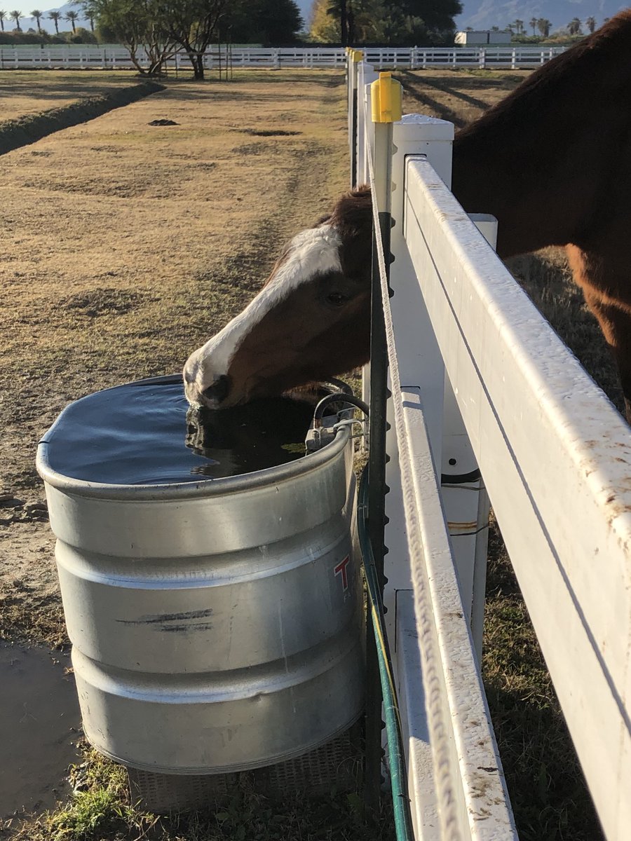 GloriousAllianc's tweet image. K: Smoothie! Drink your water in your own pasture! You&apos;ll strain your neck!
Smoothie: No.
Even Smoothie had his limits with rules...