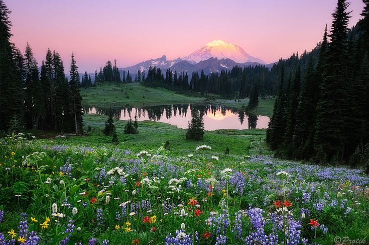 greendreaams's tweet image. 