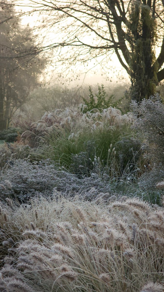 Grasses come into their own in the winter garden.