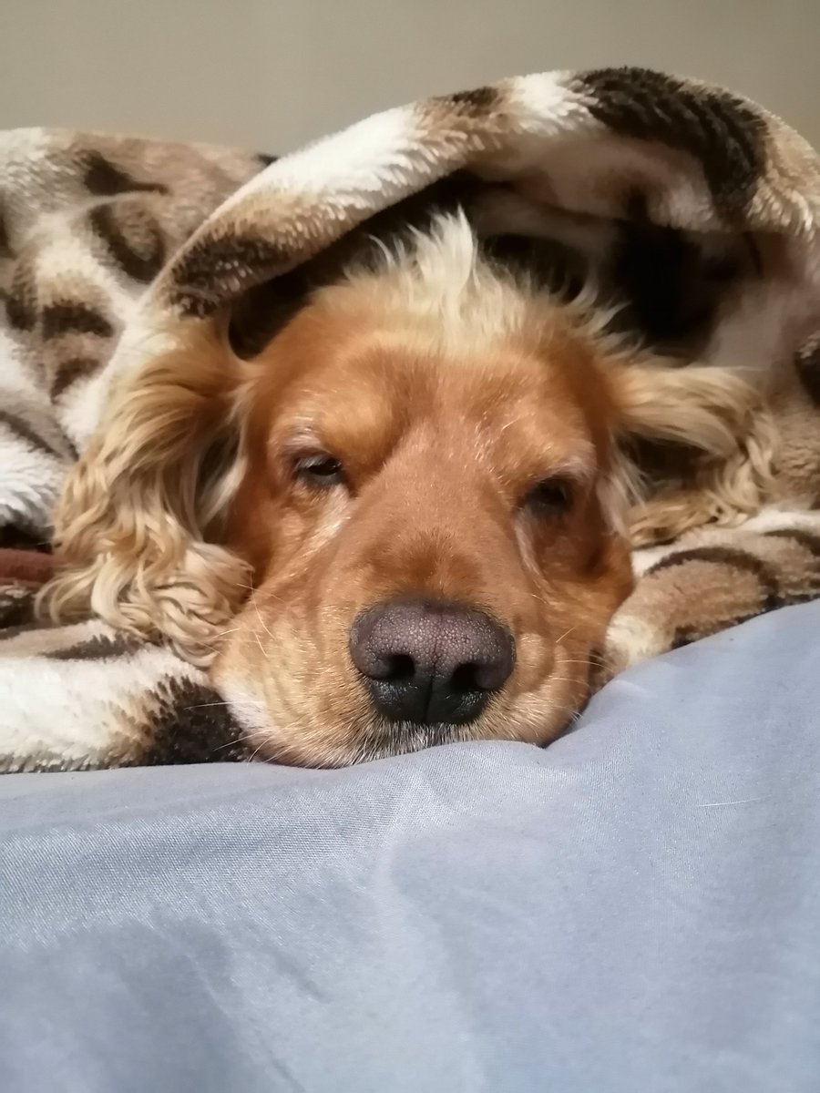 Follouu_Me's tweet image. Ontmoet Hugo van Verwaarloosplaas. Bielie se diere-maat. Hugo is nie net &apos;n hond nie. Hy is &apos;n Spaniel-hond en dit beteken hy het &apos;issues&apos; oor liggaamlike integriteit. Maak hom seer en hy vlam op. Mense verstaan hulle nie. Spaniels. Mense se hulle is skelm en geniepsig. Sleg vir…