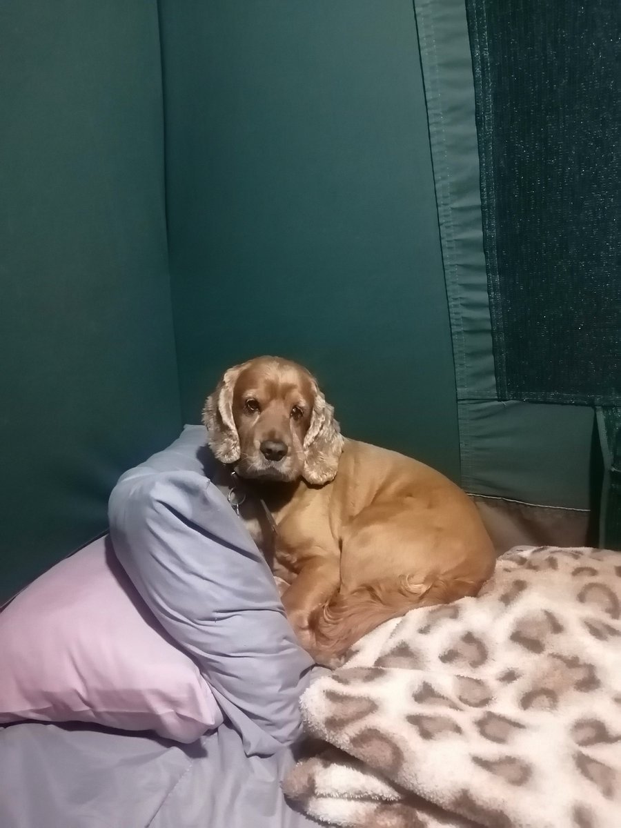 Follouu_Me's tweet image. Ontmoet Hugo van Verwaarloosplaas. Bielie se diere-maat. Hugo is nie net &apos;n hond nie. Hy is &apos;n Spaniel-hond en dit beteken hy het &apos;issues&apos; oor liggaamlike integriteit. Maak hom seer en hy vlam op. Mense verstaan hulle nie. Spaniels. Mense se hulle is skelm en geniepsig. Sleg vir…