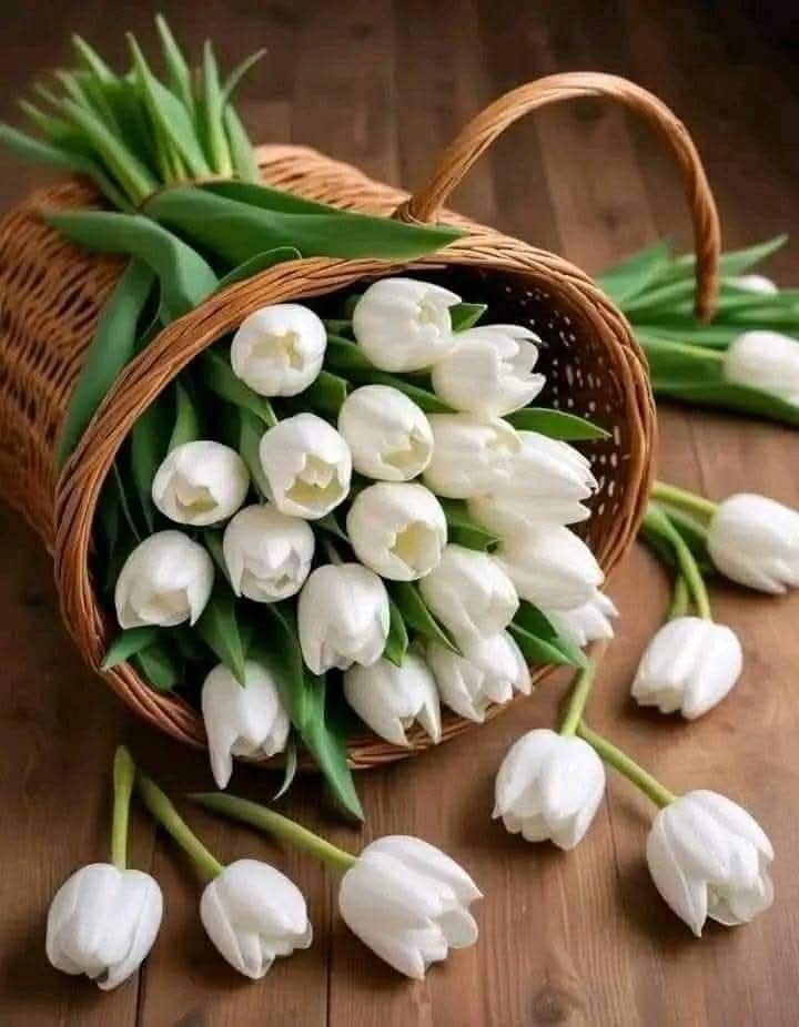 دائما لنا مواعيد
مع الحياة مع الأمل
مع ما تبقي من العمر

فأقتطف لقلبك بذرة يقين
تملأ قلبك 💗 أمانًا
وتهدي روحك سلامًا.