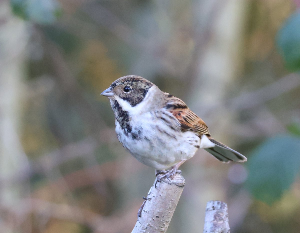 Janet Parker tweet media