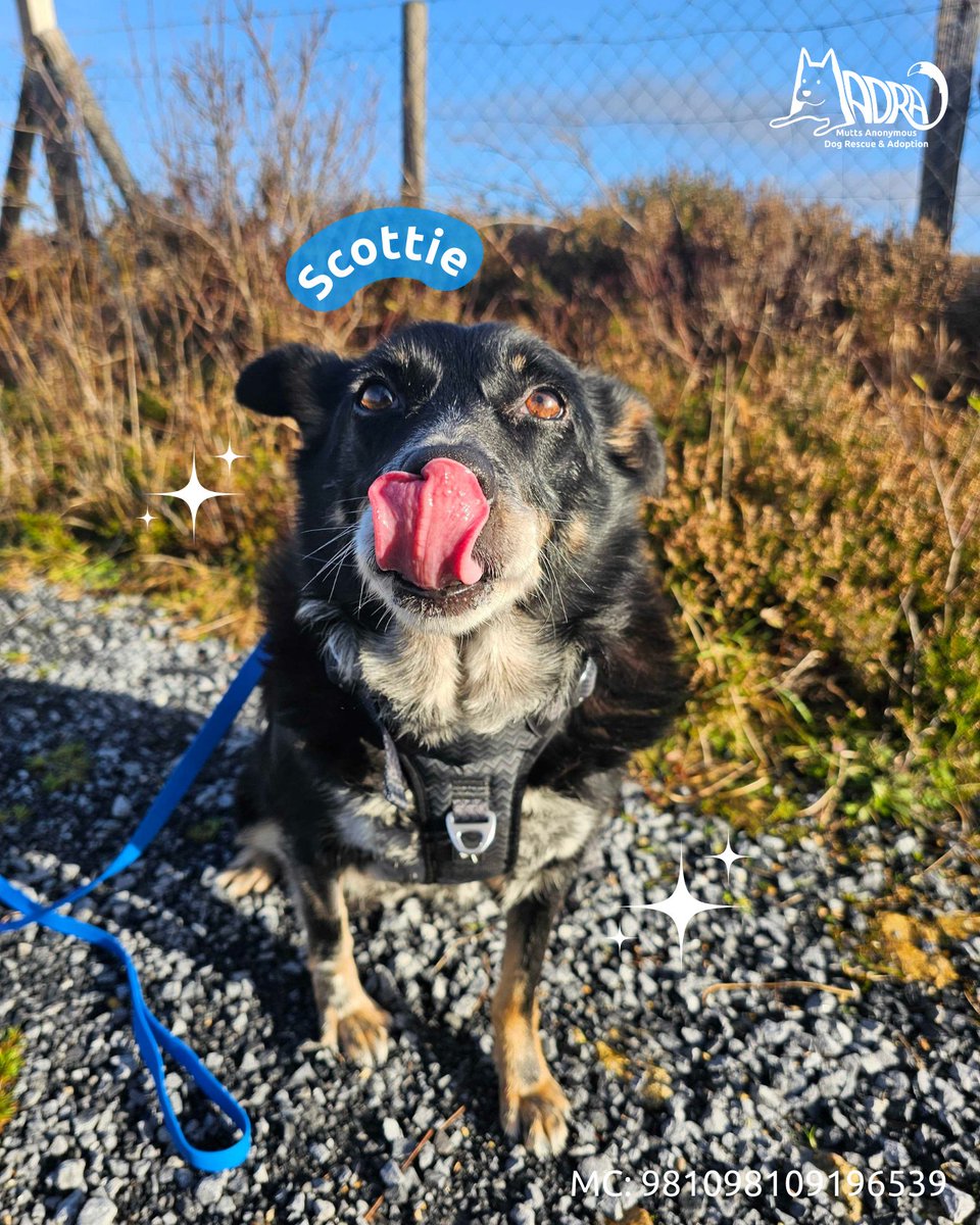 Thank you for lifting up Scottie this week. 💙✨
Your support brings him one step closer to finding the safe, loving home he deserves.

We couldn’t do this without you.

Adopt Scottie >> link in our bio

#MADRA #Adoptdontshop #opt2adopt