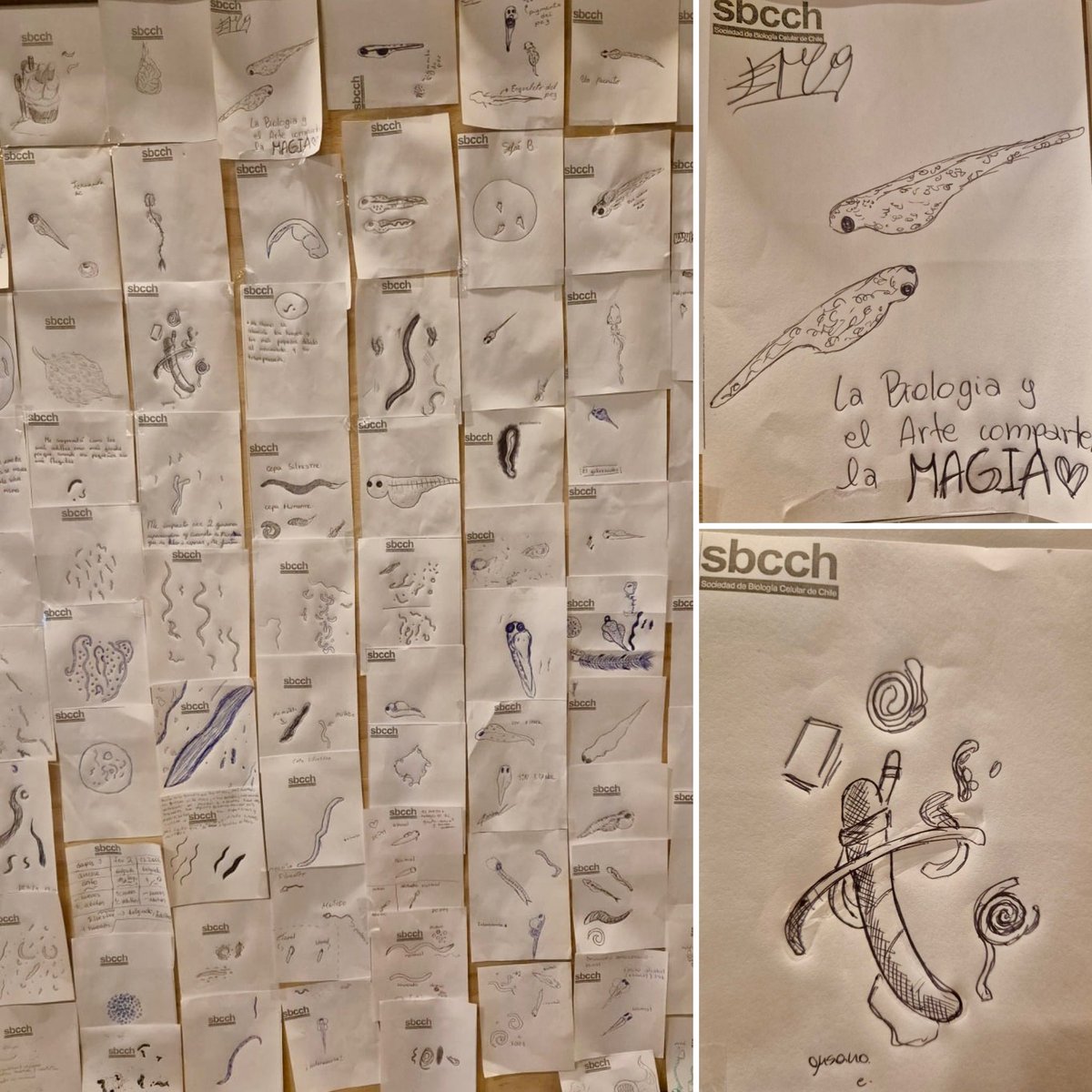 Sociedad de Biología Celular de Chile (SBCCh) tweet media