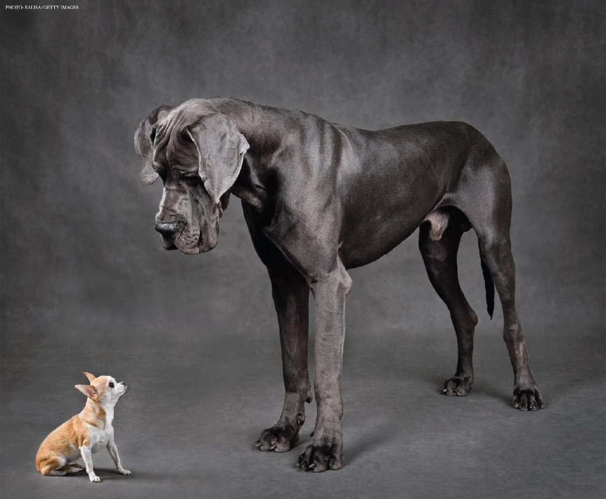 While the range of physical diversity dogs show is often thought to be the result of intense breeding over the last 200 years, a new Science study—based on tracing 50,000 years of canid skull evolution—suggests domestic dogs began developing their distinctive forms thousands of