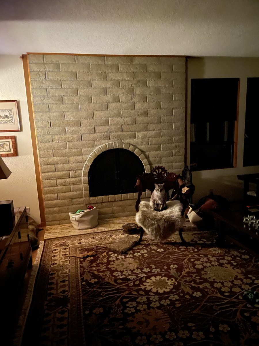 Macklemore the Cat tweet media