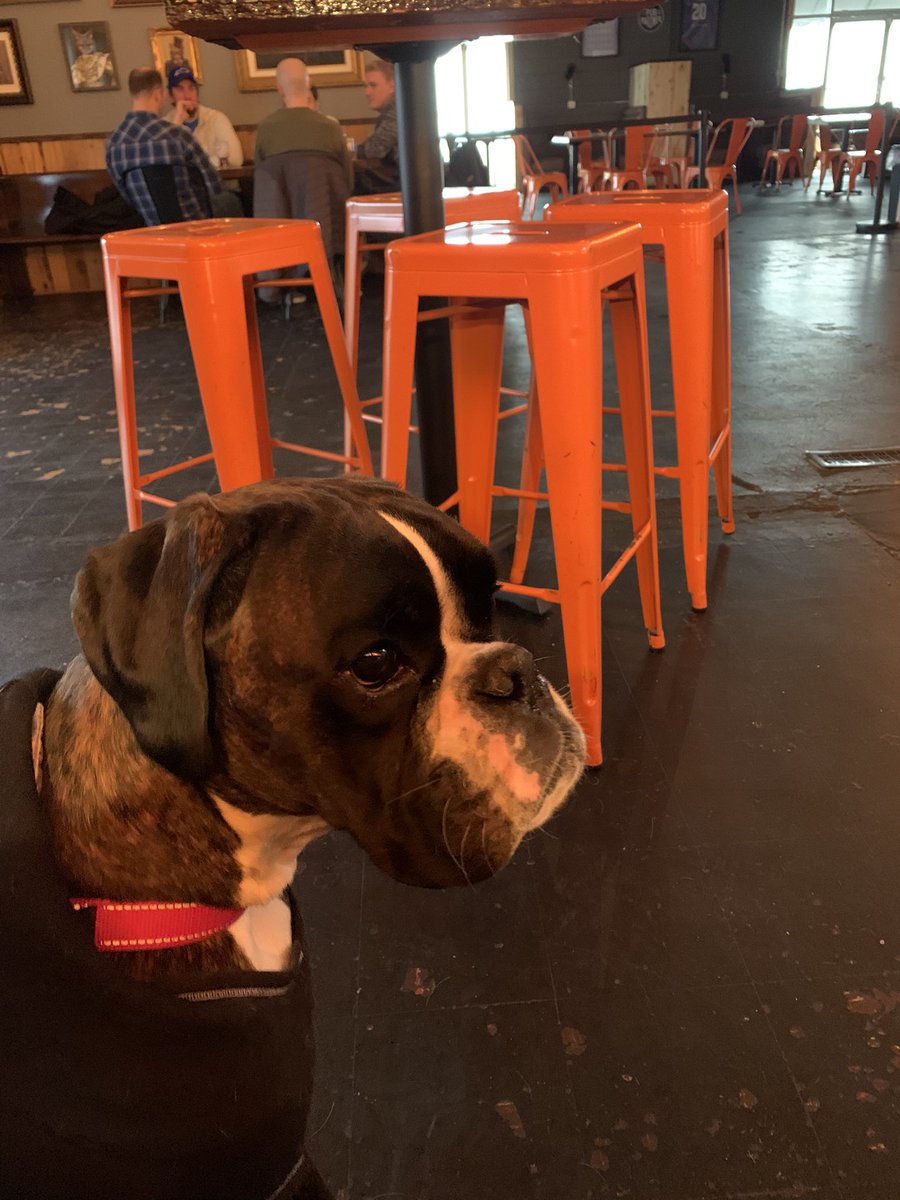 Boxer Stella (RIP Sacha) tweet media