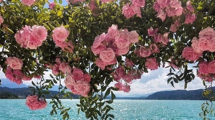 daily flowers tweet media