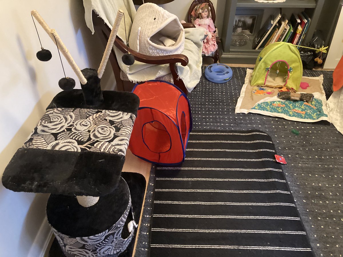 leet_muffin's tweet image. Cat proofing the spare bedroom for our new babies