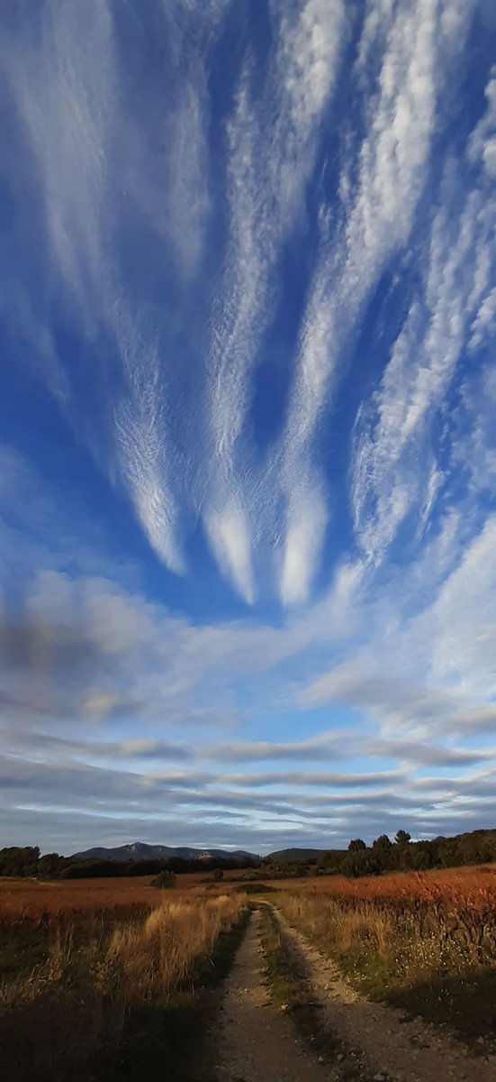 LaMeteodu34's tweet photo. ➡️ DIMANCHE 30 
#meteo34

Nuages nombreux, timides éclaircies et quelques pluies sur l'Est du Département en matinée puis éclaircies plus larges l'après-midi sauf piémont et reliefs 

Tramontane soufflant entre 30 et 50km/h, 60 à 70km/h sur le piemont et les reliefs 

🌡️Tx 16°C https://t.co/Fo2zW9QBcl
