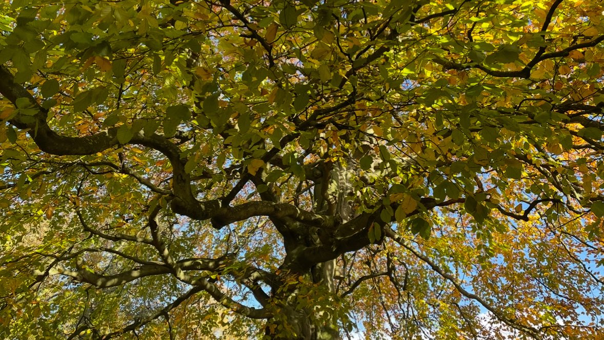 notesofsage's tweet image. trees in york omg are you kidding me!!!