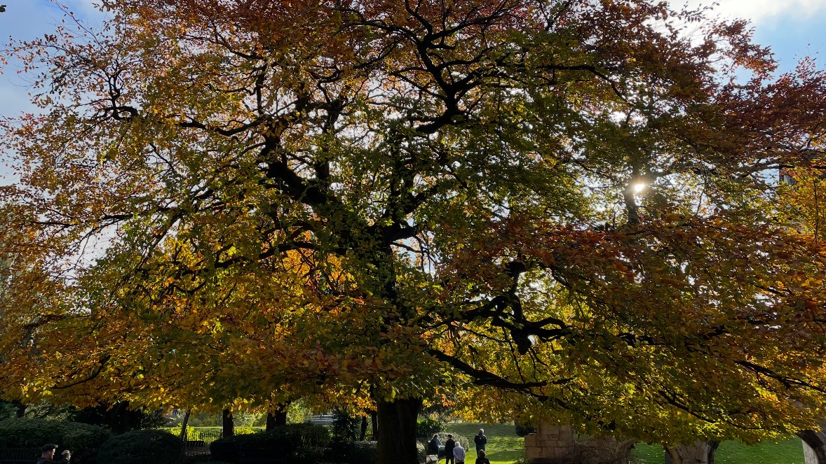 notesofsage's tweet image. trees in york omg are you kidding me!!!