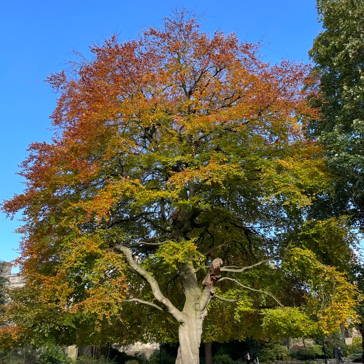 notesofsage's tweet image. trees in york omg are you kidding me!!!