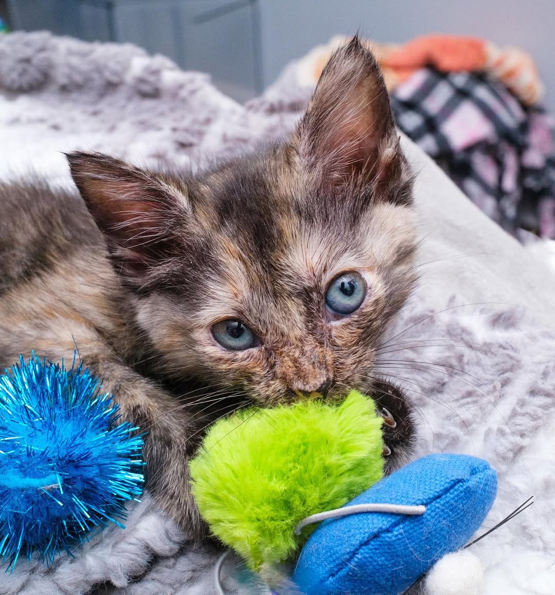 Mommy's Rescue Cat Shelter tweet media