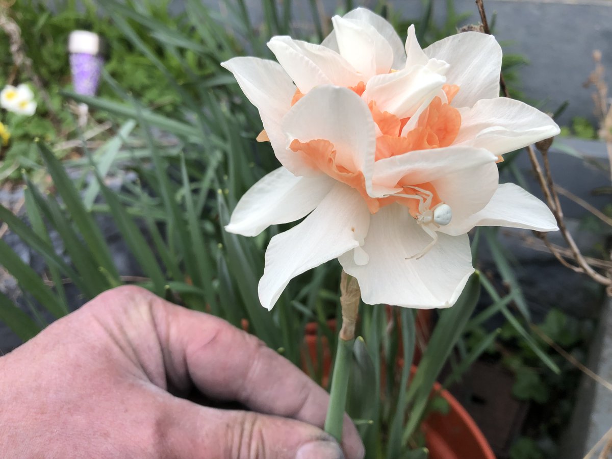 fractalcat888's tweet image. #AlphabetChallenge 
#WeekVforVowels
Arachnid surprise! - can you see it!?