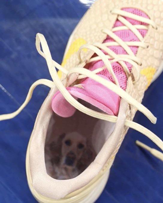 ccthegoat22's tweet image. Heartbroken for Caitlin today and sending her endless love, strength, and support. Losing a dog is losing family, and no one deserves that kind of pain. Hoping the memories bring Caitlin some peace. Rest in peace Bella, you are so loved.🖤🐾