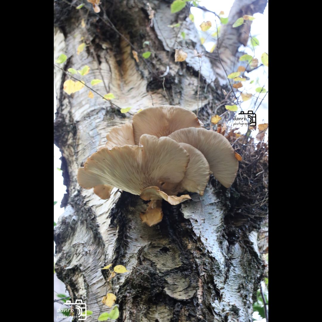 danrbphot0graph's tweet photo. Oyster Mushrooms Bracket Fungus!
#photo #photography #outdoors #autumn #autumn2025 #fall #fall2025 #leaves #autumnleaves #orangeleaves #tree #trees #autumntree #autumntrees #birch #birches #silverbirch #silverbirches #oystermushrooms #bracketfungus #fungus https://t.co/thjzayEo2E