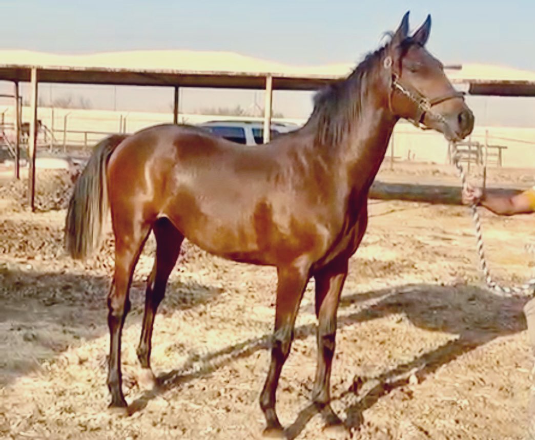 مهر انتاج 
رقم 15
الأب Known Agenda بطل فلوريدا داربي G1
الأم ابنة كواليتي رود منتجة ٣ فائزين