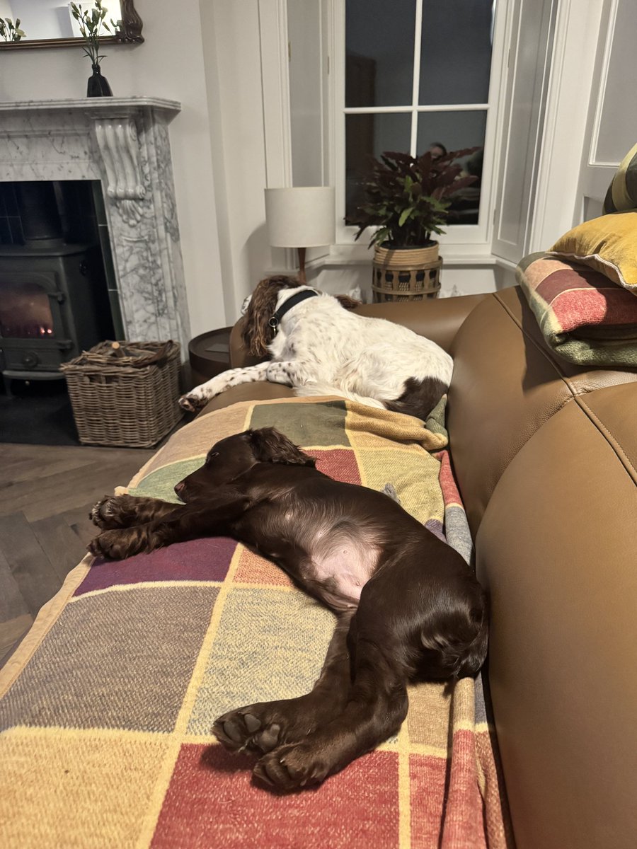 TufferB's tweet image. Spaniels are extremely calm and spend most of the day just sleeping.