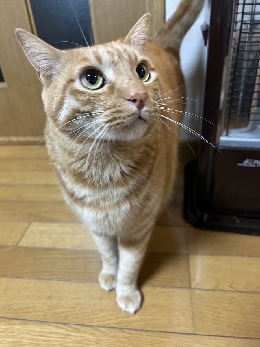 虎丸 (@toramaru7703) / Posts / X