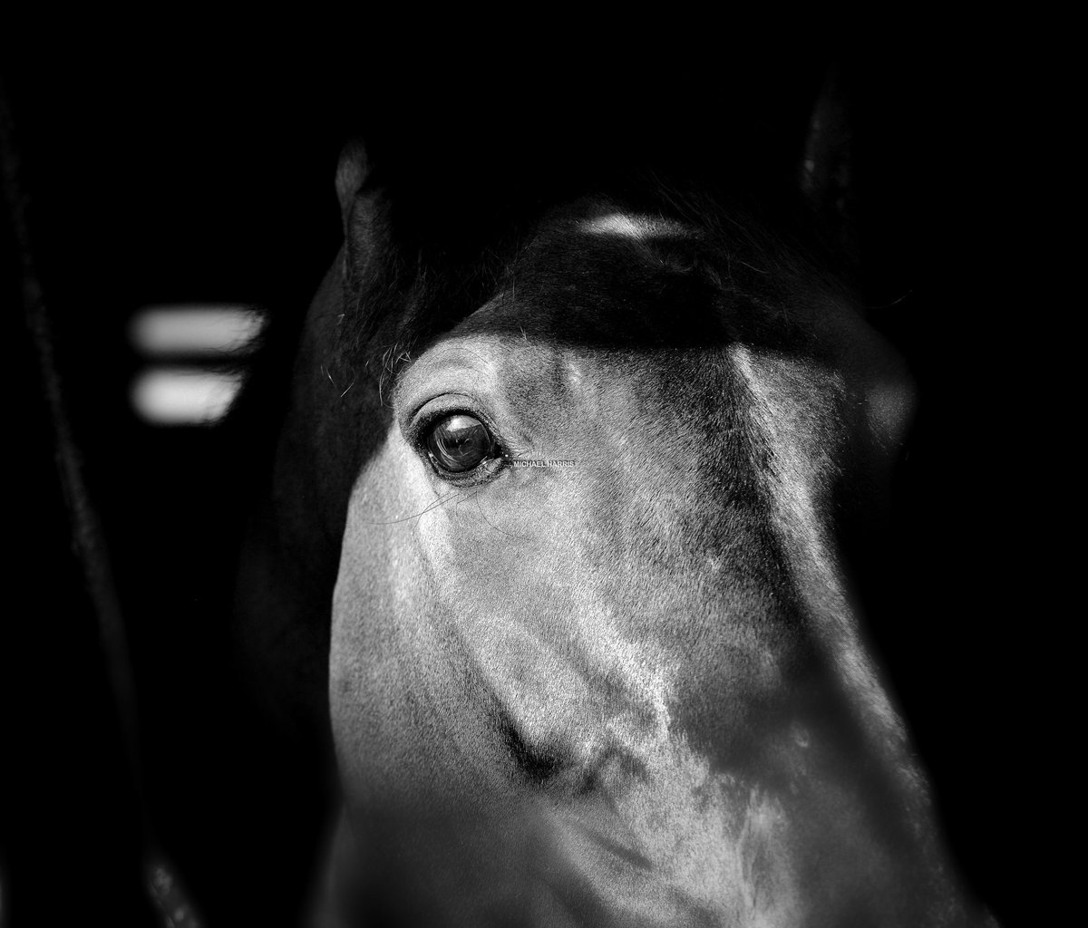 mjyharris's tweet image. I don’t think I can remember a fall from grace quite as catastrophic as what we are witnessing with Constitution Hill. It doesn’t matter where your allegiances were this afternoon, when he fell I think as racing fans and horse lovers, we ALL had our hearts in our mouths and that…