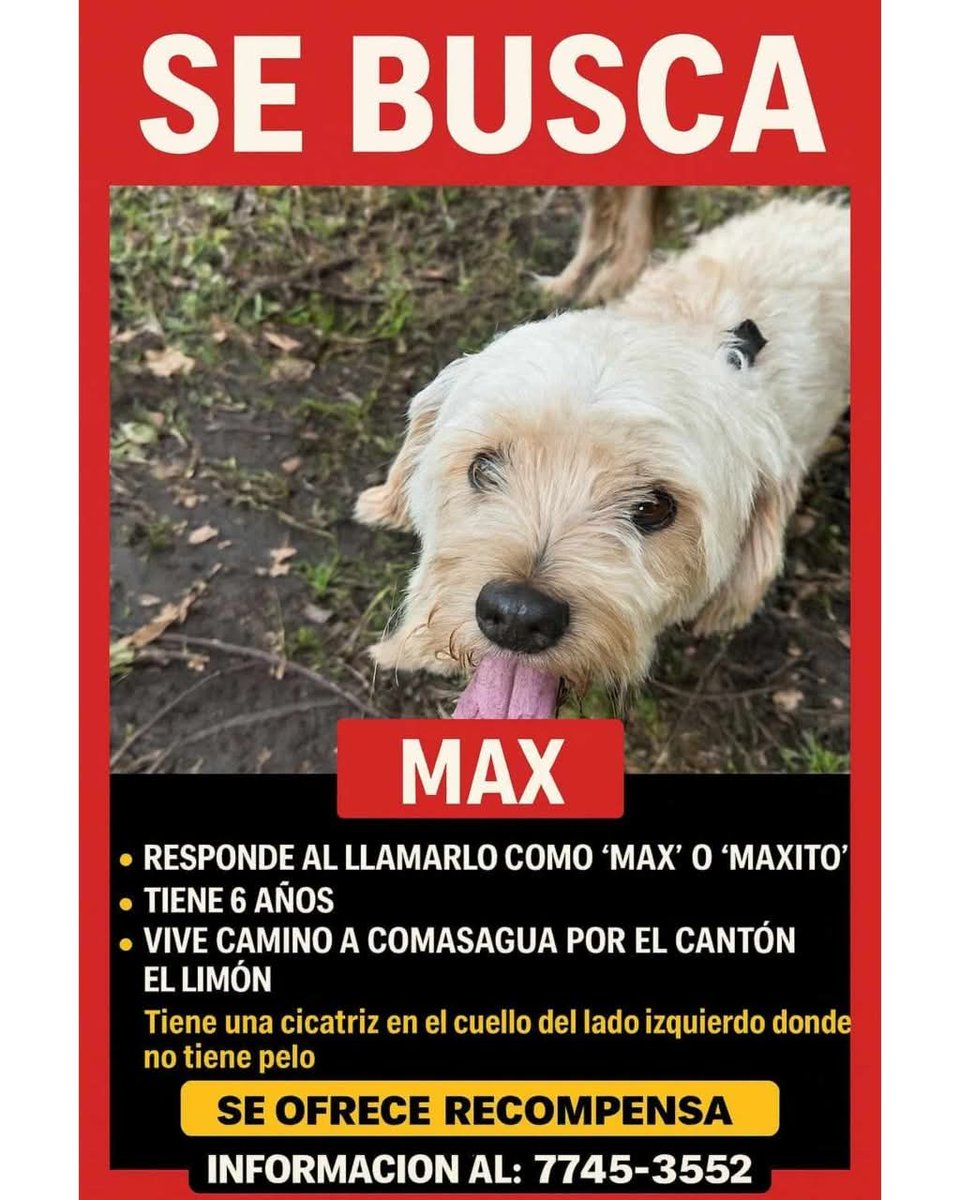 lyssitta's tweet image. SERVICIO SOCIAL✅️
#SEBUSCA 📣
#EXTRAVIADO ‼️