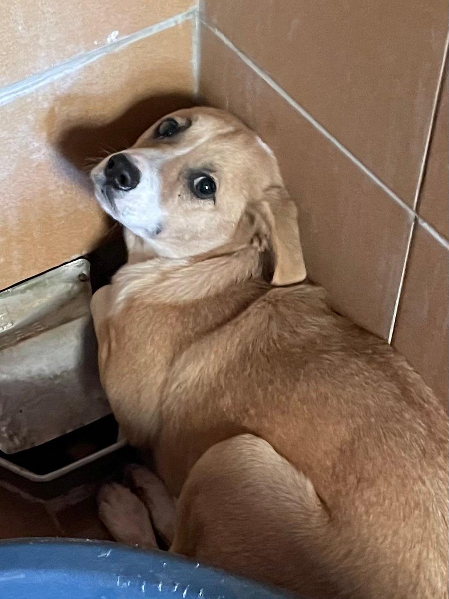 Esta es Marina, otra de los 5  rescatados de un síndrome de Noe.
A Marina no conseguimos tocarla. Ni sacarla de detrás de su cama.
Además de pedir adopcion queremos pedir que se sea consciente de estas crueldades. Son seres vivos, no objetos coleccionables