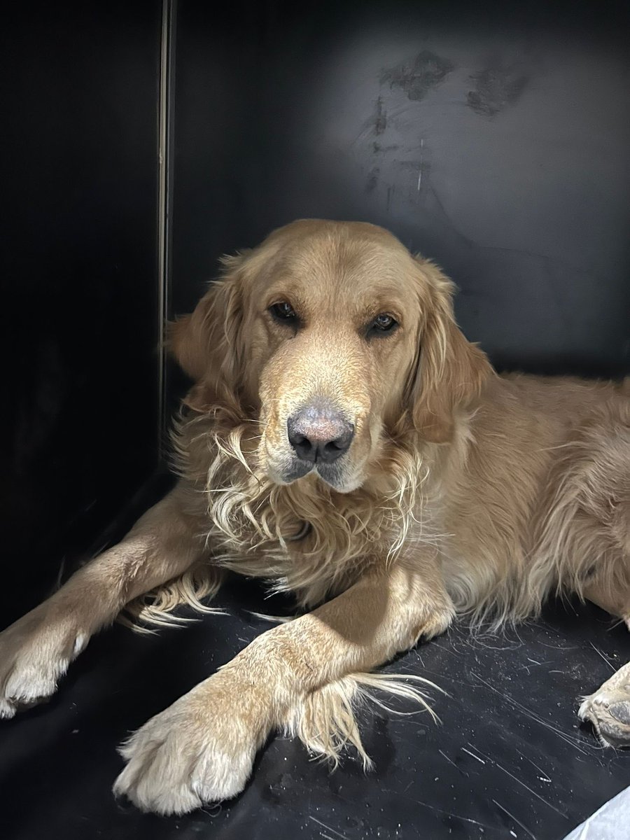 İnanır mısınız bilmem ama bu çoçuğu Konya’da bigchefin önğne bağlayıp bırakmışlar güvenlik tasmasından çözünce oda korkuyla yola atlamış kliniğe alındı sahibi çıkmadı Konya Ankara belki yuva olmak isteyen olur daha çok genç erkek 💜