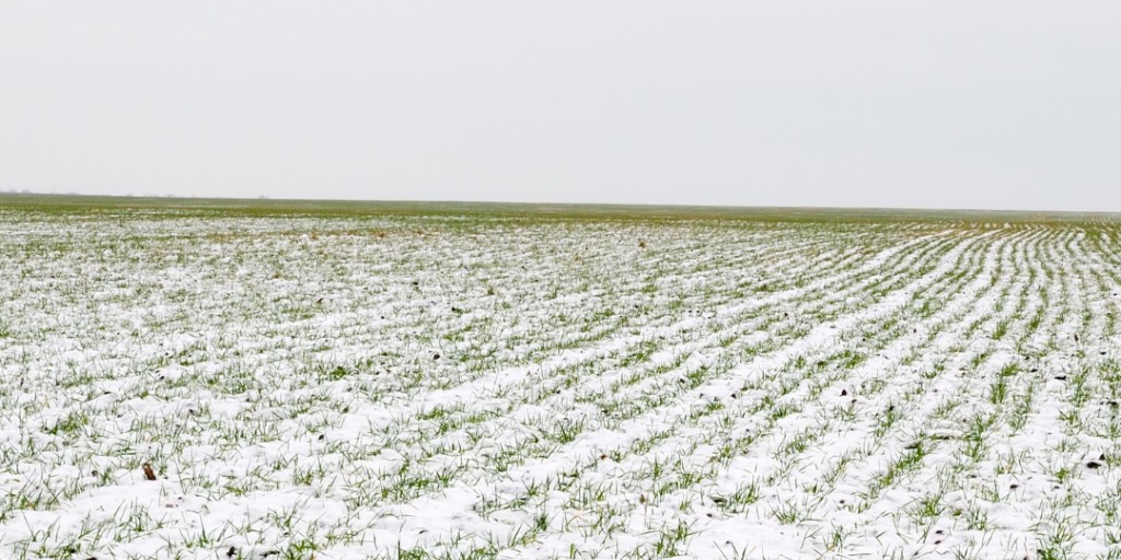 AgSmartOlds's tweet photo. There’s growing interest in seeding cover crops across the Prairies. Thinking ahead this off-season what cover crop would you trial to protect soil over winter? https://t.co/eYKlZAk39C