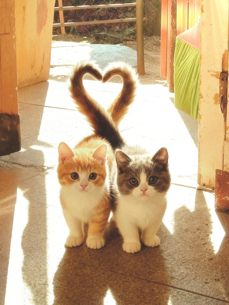 Cute Cats 🐱 tweet media