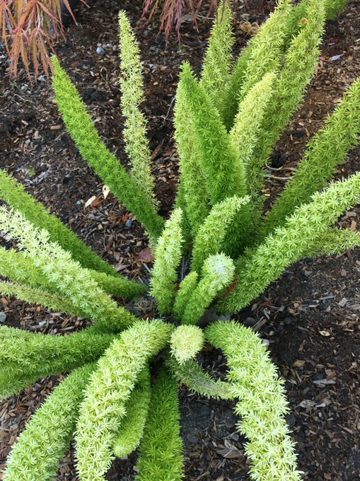 Shantha R. Mohan, Ph.D., DTM tweet media