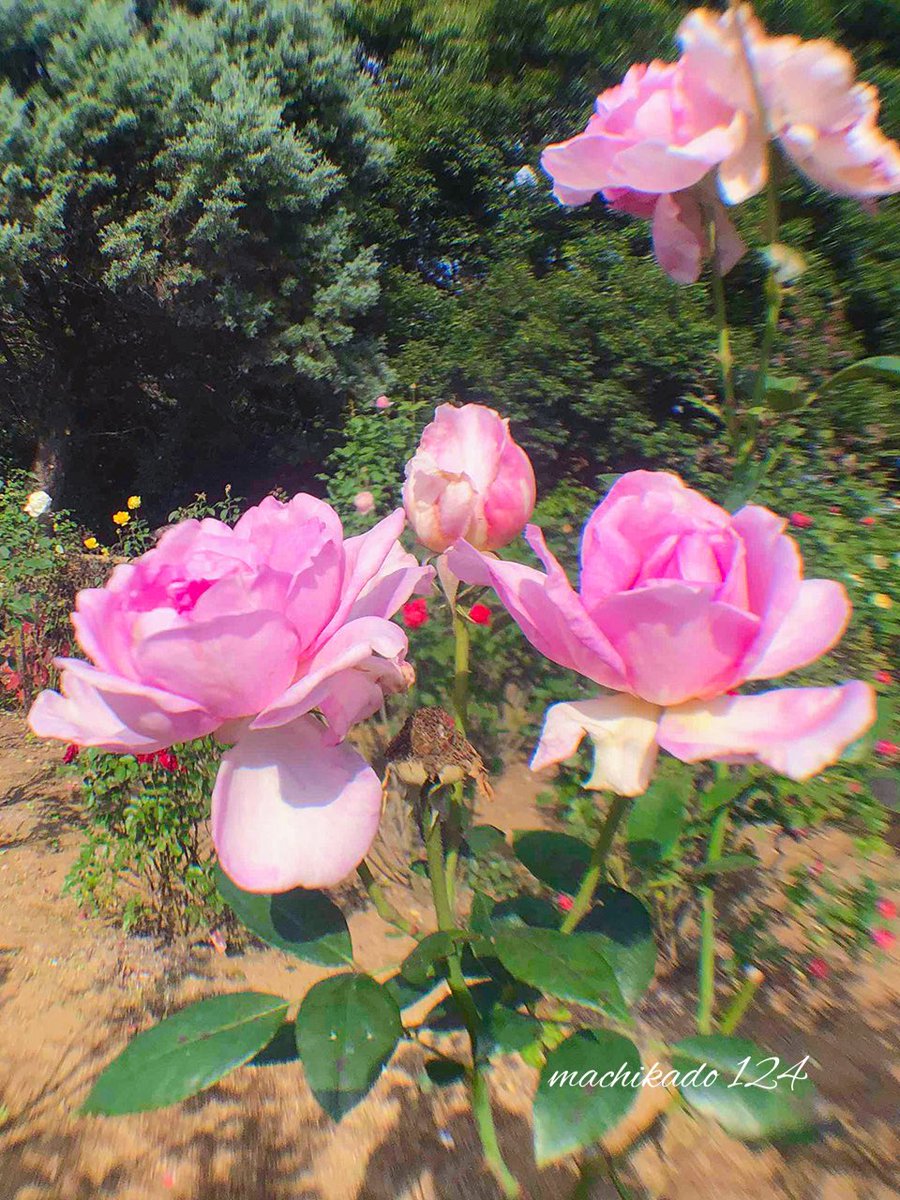 11月30日(日)

おはようございます！🌅
十一月晦で今年もあとひと月🍁

📚絵本の日
🪞鏡の日

晴れ、16℃☀️
地震、火災に注意です⚠️
皆さん今月もありがとうございました！🚲🏞️

#TLに花を咲かせよう
#RoseSunday

🍃🩷🍃なんともカワユスⅩⅩⅧ👏