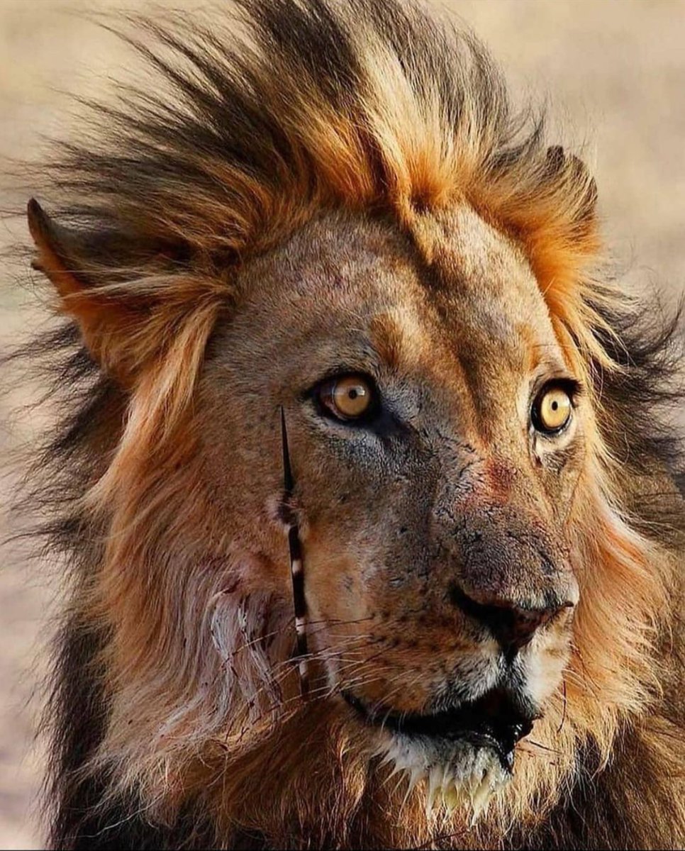 '
ولَرُبَّمَا تُشفَىٰ الجِرَاحُ .. وإنَّمَا

يَبقَىٰ لَهَا بَعـدَ الشِّفَاءِ نُدُوبُ !*
.
#بوح_الصورة 
#وقت_اللياقة 
#راقت_لي