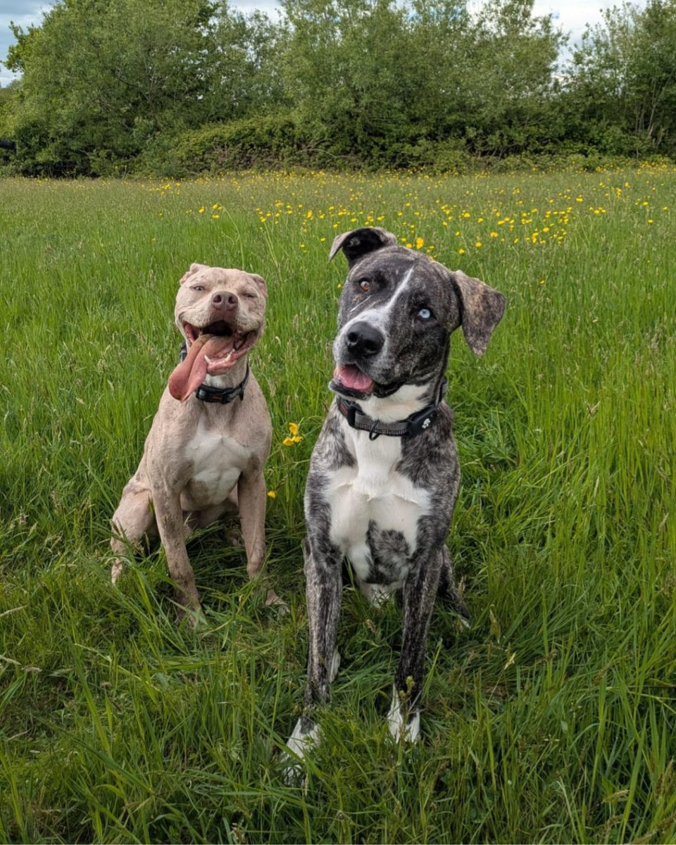 Claude was purchased online when he was 14-weeks-old. His new owner then left him in their garden while they went on holiday 😥

Rescued, fostered and happily rehomed, his future is looking bright!

Help us to be there for abandoned animals this winter: bit.ly/49ez0XH
