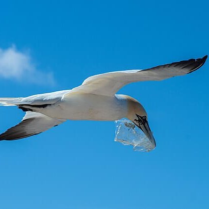 TheNatureFund's tweet image. Scientists Reveal How Little Plastic It Takes to Kill Marine Wildlife #plastic #plasticpollution #oceanplastics

naturalworldfund.com/scientists-rev…
