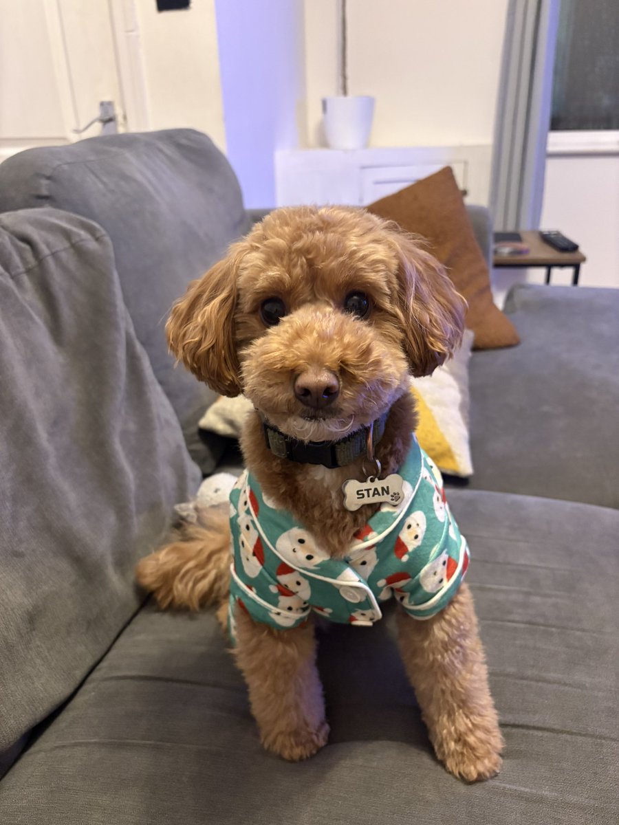 AdamAtk20365097's tweet image. Step Into Xmas 

#xmas
#decorations
#pooch