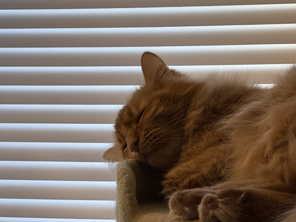 sleepy mango