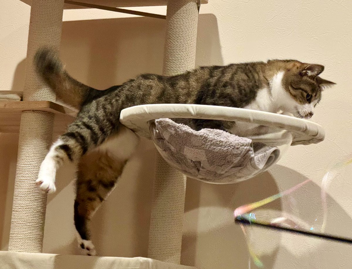 ringotonekosuke's tweet photo. 足ぴょーん🐾
＃猫 #ねこ ＃猫好きさんと繋がりたい ＃猫をTLに流しちゃおう ＃猫との暮らし   #ふーこのまいにち https://t.co/PQ1fXvNuSn
