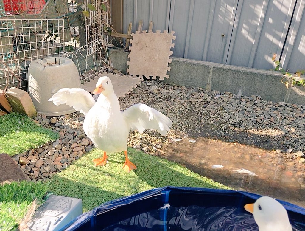 mococo820's tweet image. 短い…