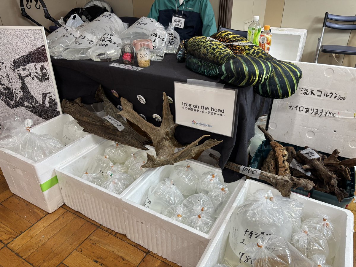 P.D熱帯魚センター (@pd_nettaigyo) / Posts / X