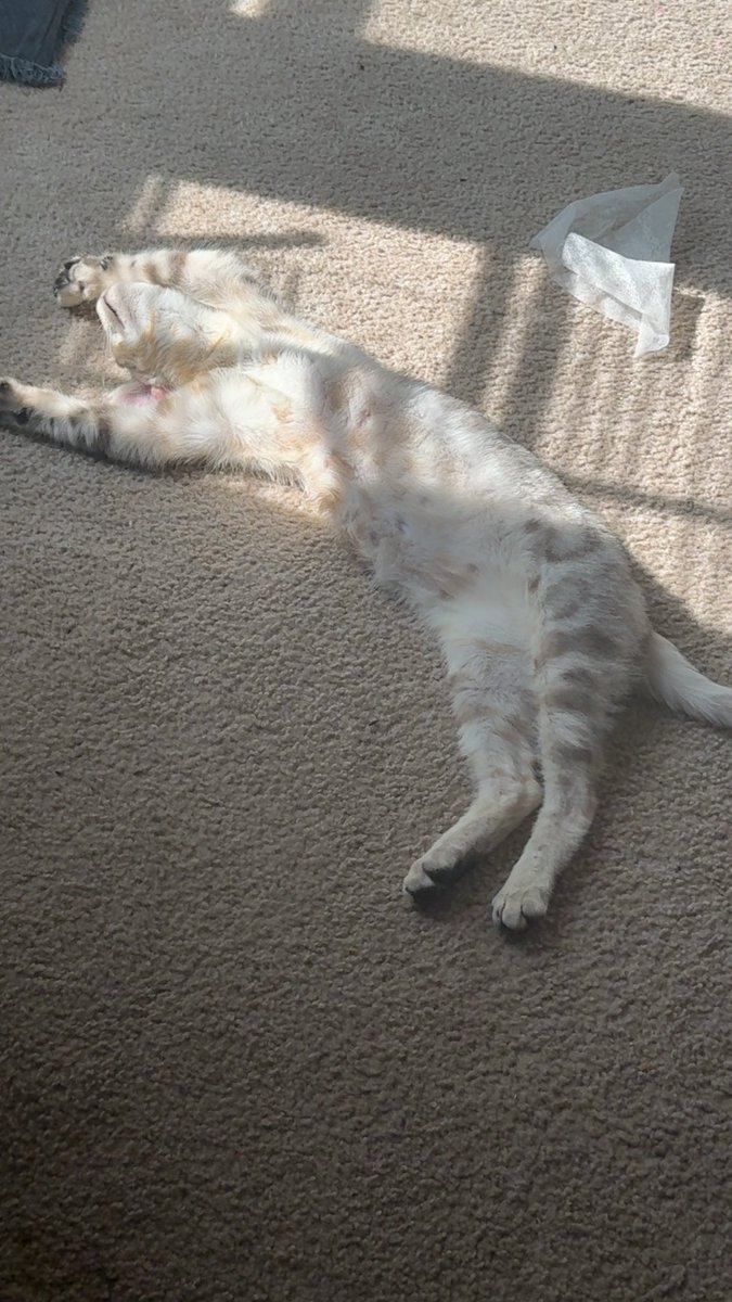 Is there anybody in the Indianapolis or surrounding area interested in a Bengal cat? If so please reach out and DM me for more pictures, willing to drive to you as long as it’s within a reasonable distance. Here’s a picture of her sleeping in the sun